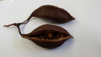 Brachychiton populneus - brachychiton topolový - zdrojový plod a semena 